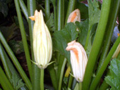 ズッキーニの花