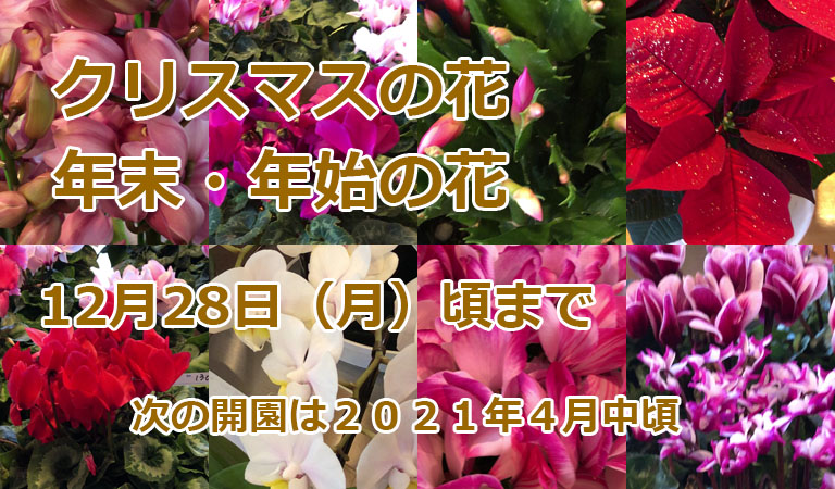 花畑で、自分で摘み取りできる小平市「小川農園」