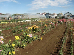 花畑で、自分で摘み取りできる小平市「小川農園」