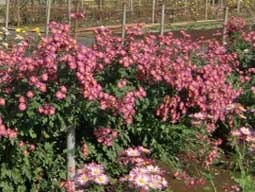 花畑で、自分で摘み取りできる小平市「小川農園」